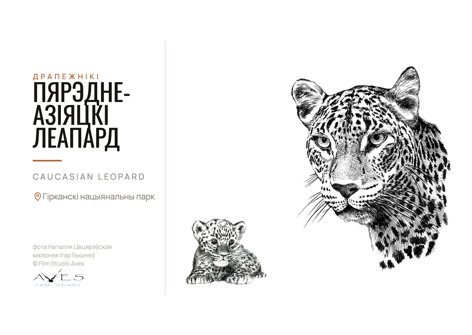 Pencil drawing of a Caucasian leopard's head and a resting cub on a white background, with a bilingual caption for the species and park on the left.