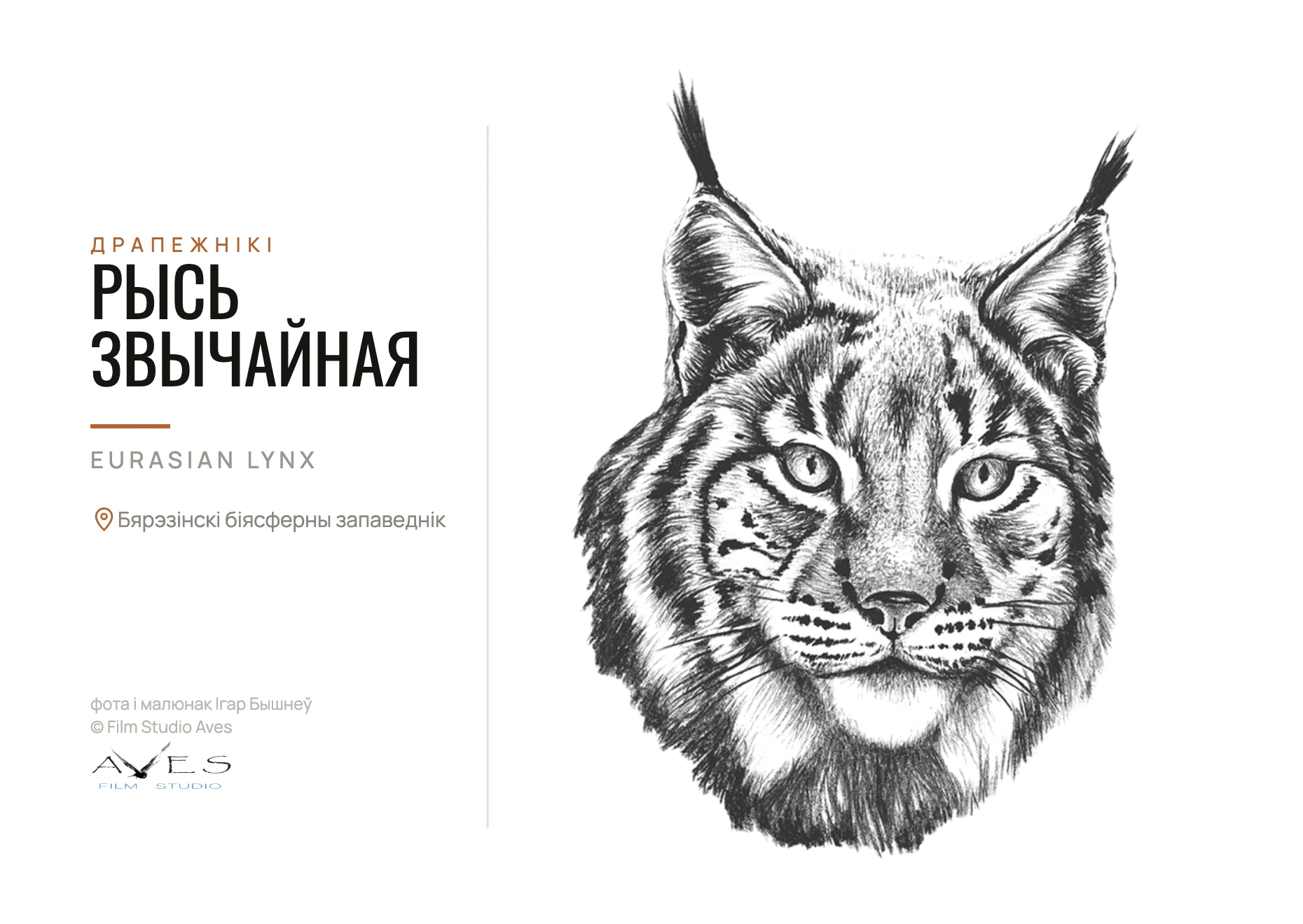 Ink drawing of a Eurasian lynx on a white background, next to a bilingual caption for the species and reserve.