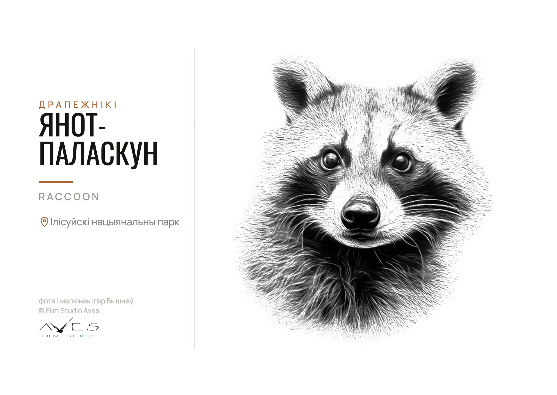 Drawing of a raccoon on a white background, next to a bilingual caption for the species and national park.